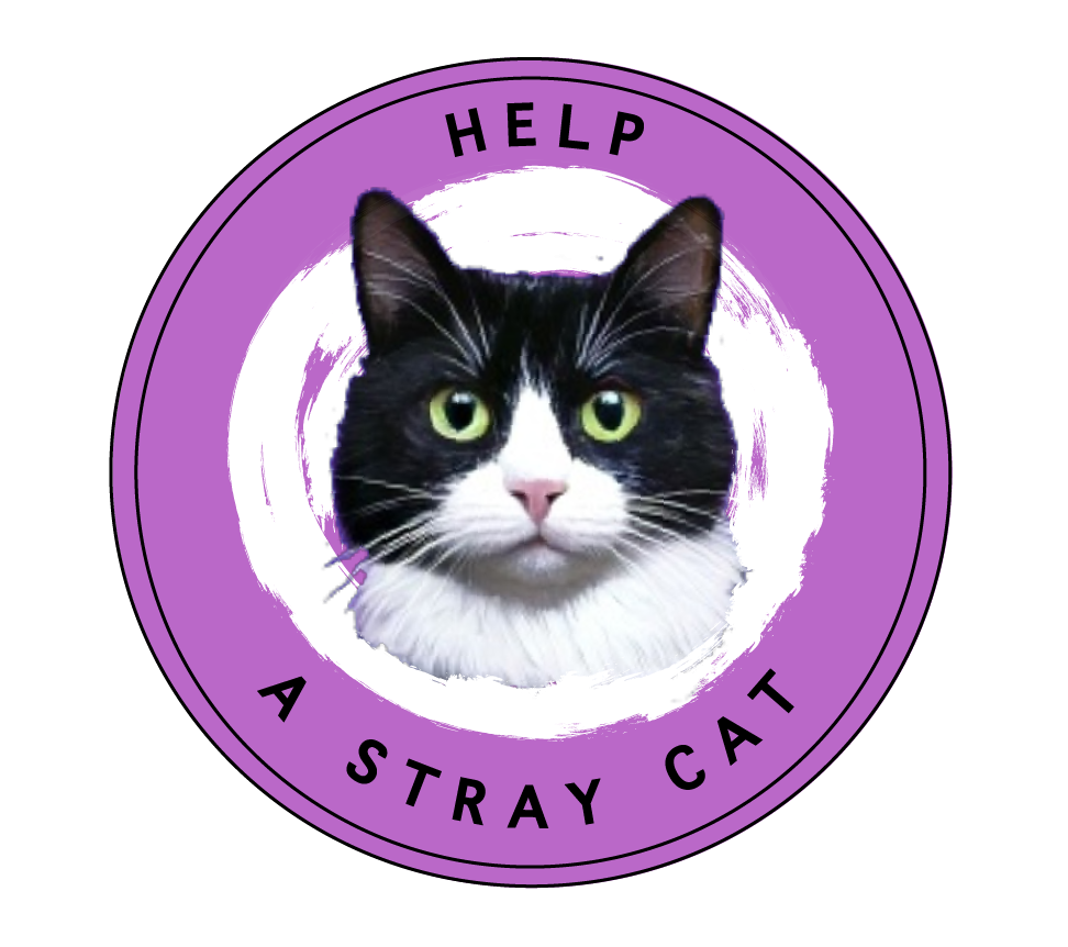 Help a Stray Cat | Reach Volunteering