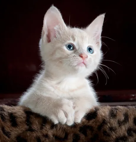 Photograph of a white cat leaning on a leopard print throw
