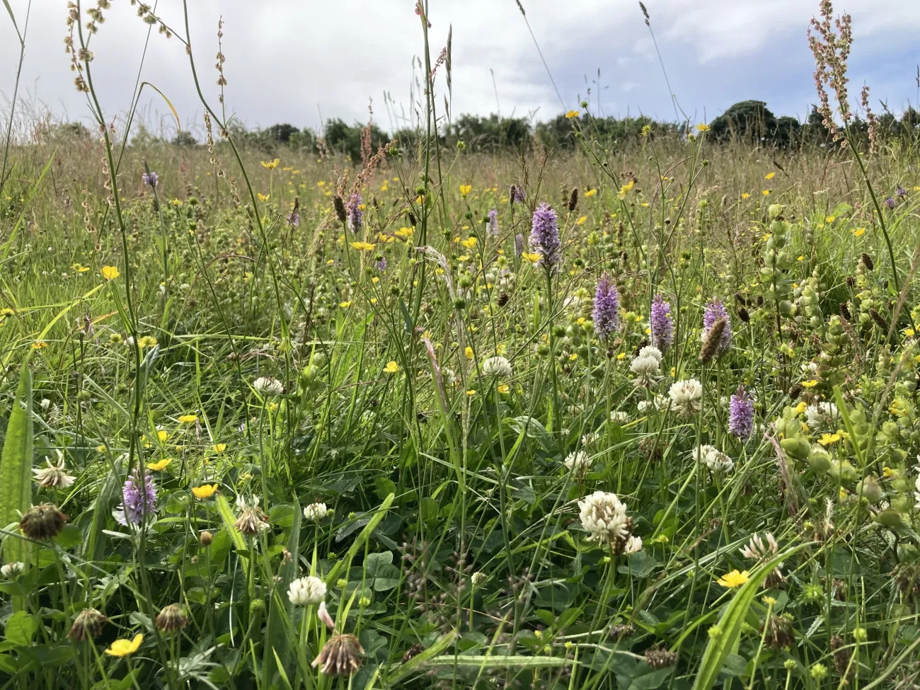 Wild flowers and grasses in bloom. 