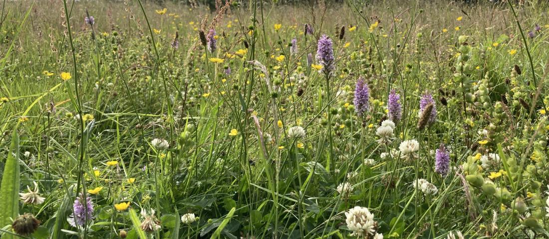 Wild flowers and grasses in bloom. 